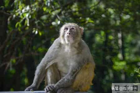巨款将至？属猴：1月8号沉住气，人算不如天算，人生一路开挂