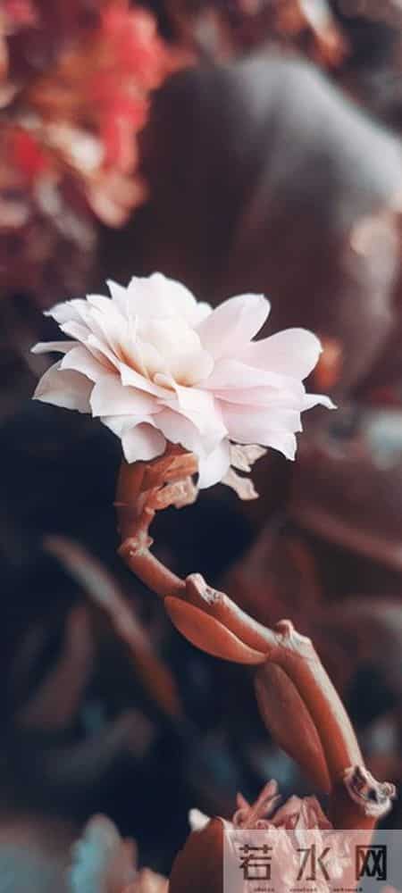 老了才明白的现实：儿媳妇的心捂不热，隔代的孙子也打不得