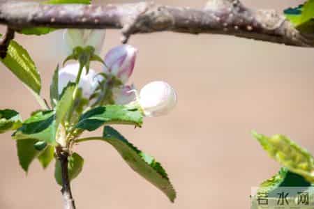 一个很残忍的真相：二胎的家庭，第一胎是女儿的更好
