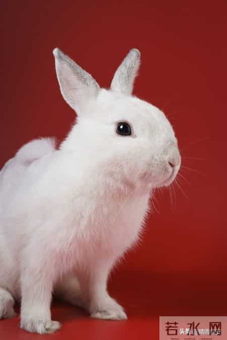 2026属兔人迎双重惊喜！3月事业进阶8月遇贵人，努力皆有回响