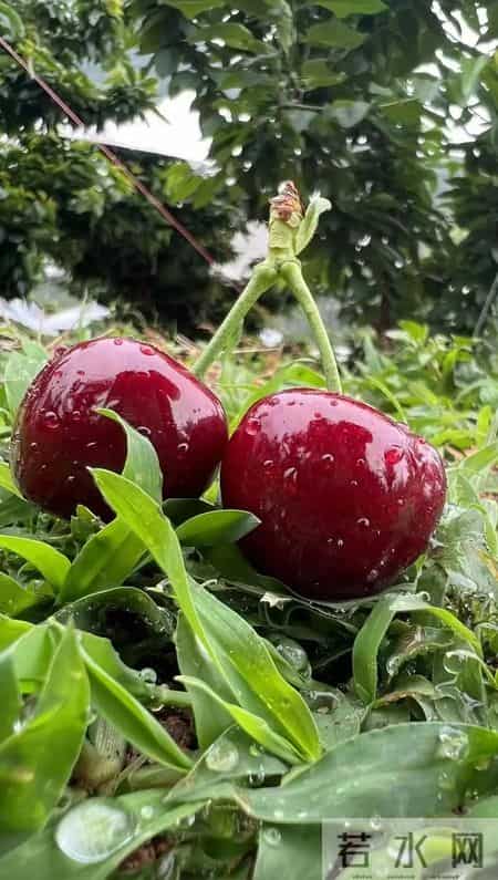 杭州娃吃15颗车厘子进医院！急性肠胃炎+酸中毒，家长警惕