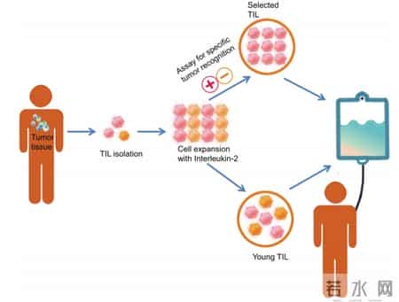 中国“平民版”TIL疗法2026年有望上市！肺癌、肝癌等患者的希望