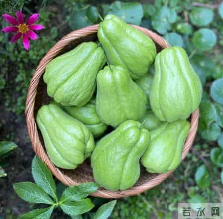 最适合孩子健胃消积，不是山楂，而是“果中仙品”，平和不伤脾胃