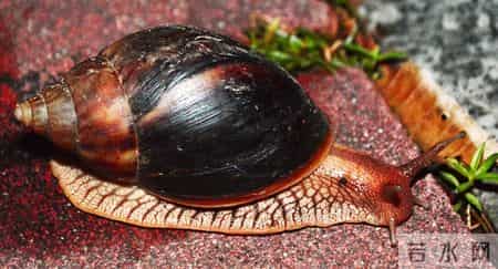 不要吃！不要吃！医院已接诊30多例中毒患者，3到5毫克即可致死！