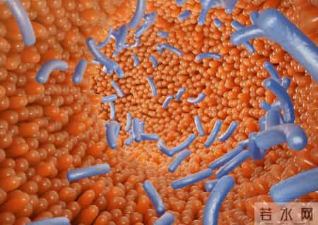 白萝卜被重新评价！医生：坚持吃白萝卜的人，肠道老化速度更慢？