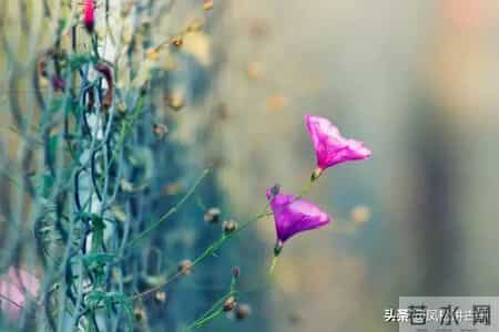 两性关系：单身老年人搭伙养老，一定要重视这几件事