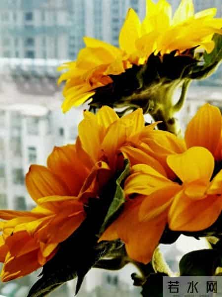 尽早告诉孩子：保护自己才是头等大事，认输投降不丢人