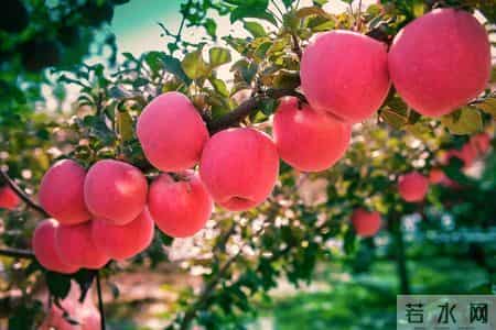 苹果立大功？医生发现：经常吃苹果的人，不出半年，或有这3变化