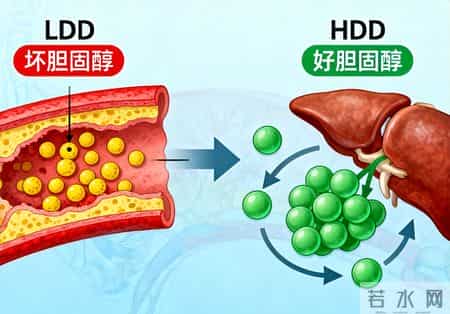 研究发现：低密度脂蛋白降得太低，心脏笑了，大脑或可能哭了！