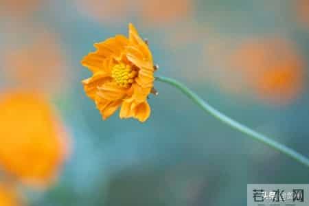 退休后才明白：50到59岁的人，2026年最好的生活方式，只有三种