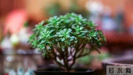 外孙入托女婿请我去旅游，七天回来发现没我地方，背包回老家独居