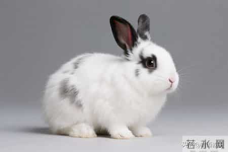 2026属兔人1月关键10天！三大机遇加持，稳妥把握开启顺途年