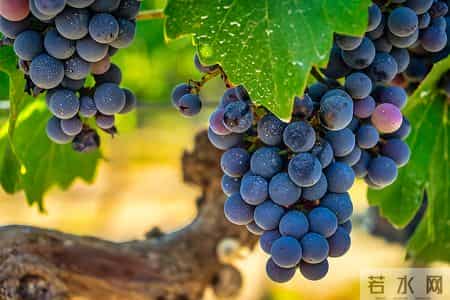 葡萄再次被热议！研究指出：甲状腺患者吃葡萄，要留意这 3 点