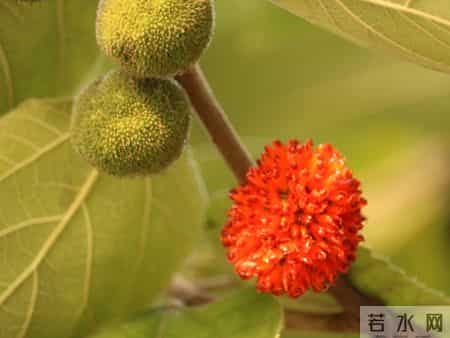 祖传方【化铁丹】，轻松应对前列腺增生，组成简单，效用明显。