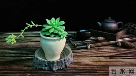 外孙入托女婿请我去旅游，七天回来发现没我地方，背包回老家独居