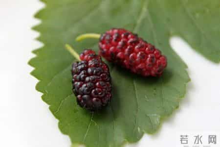 桑葚再次被关注，医生发现：肾病患者常喝桑葚泡水，或有这3好处