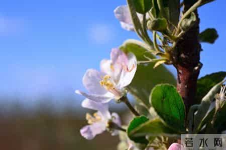 一个很残忍的真相：二胎的家庭，第一胎是女儿的更好