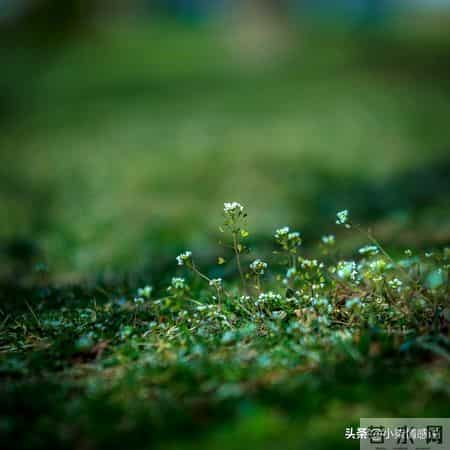 把耐心留给孩子，往后余生静待花开不慌张