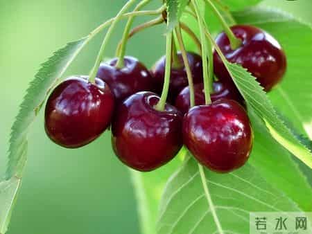 车厘子再次被热议！医生发现：糖尿病患者吃车厘子时，多重视6点