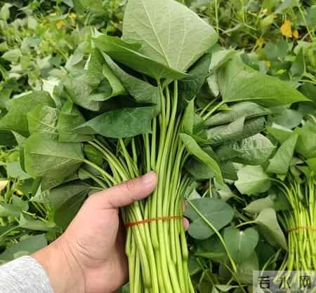 芹菜菠菜靠边站！这才是“推粪大将”，3天清空宿便，小肚子平