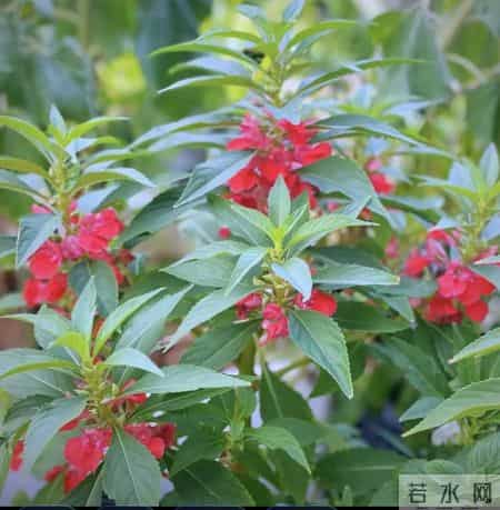 快乐走过儿童时光（三个系列之120）