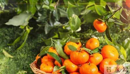 砂糖桔再次被热议！医生发现：糖尿病患者吃砂糖桔时，多重视3点