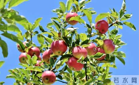 苹果立大功？医生发现：经常吃苹果的人，不出半年，或有这3变化