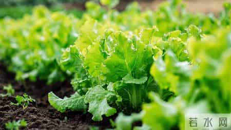 肠息肉不能吃红薯？医生反复提醒：想避免复发，3样食物得慎吃