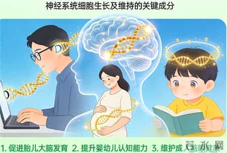 2026年DHA品牌排名前十：畅销热门品牌发布，天然配方温和效果好