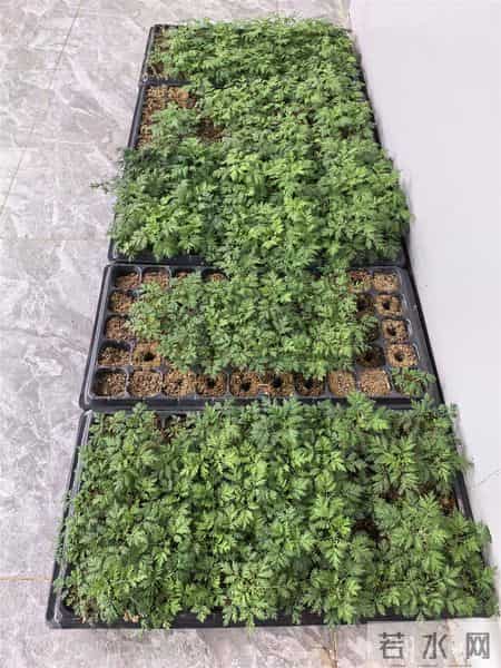 托举十大道地楚药底盘——专访湖北科技进步一等奖获得者、湖北中医大学刘大会教授团队