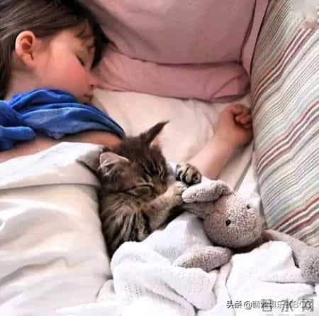 猫咪蹭蹭打呼噜，居然能帮自闭症孩子缓解焦虑