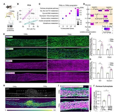 神经修复的“代谢开关”：给点“糖”，让受损神经再生长
