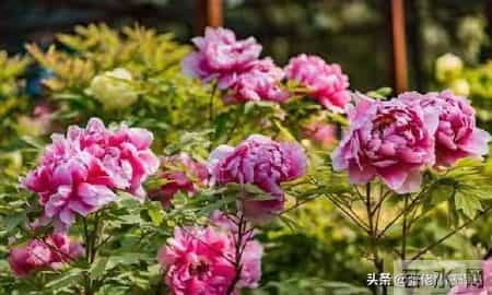 两生关系-68岁女人大实话，男人过了71岁，只剩下两个用处