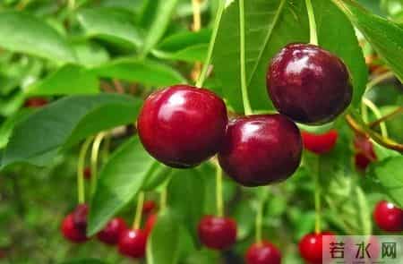 车厘子再次被热议！医生发现：糖尿病患者吃车厘子时，多重视4点