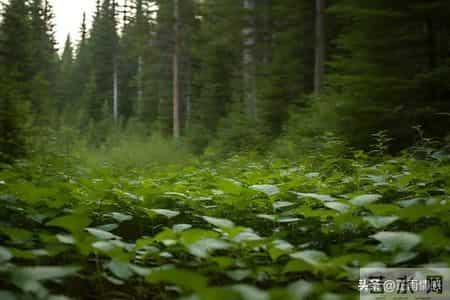 改变一个孩子最有效的手段，不是讲道理、发脾气，而是这两个字