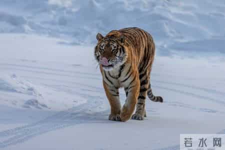 猛虎注意：1月8-14号，小心身边人“吸干”你的能量！