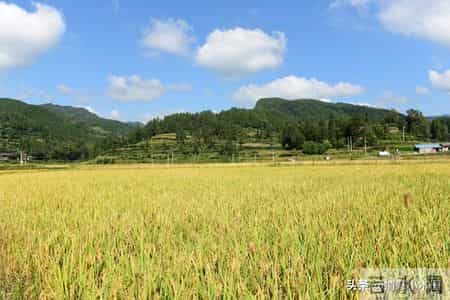 孩子一生唯一的黄金九年，很多父母都后悔太晚看到