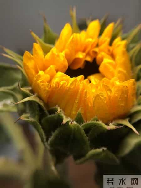 尽早告诉孩子：保护自己才是头等大事，认输投降不丢人