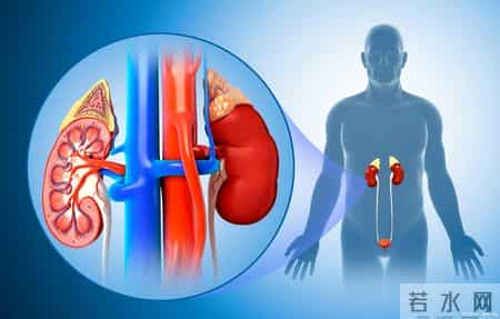 肾病去世的人增多！医生再三告诫：少吃鸡蛋，多吃4种护肾高手