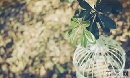 人过五十才明白：家有失能的老人，连过年都少了喜气