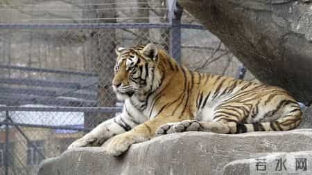 猛虎注意：1月8-14号，小心身边人“吸干”你的能量！