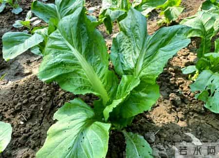 小寒后，使劲吃这菜，一驱寒、二健脾胃、三强筋骨，别不懂吃！