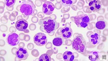 中药又立功？蒲公英可杀死98%癌细胞、消除结节？揭开研究真相