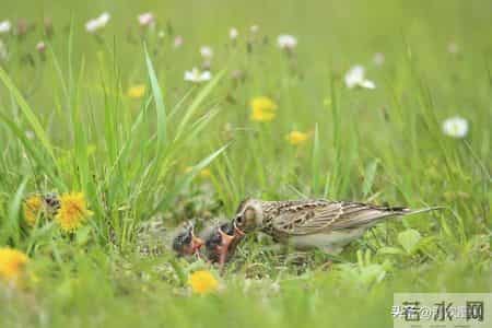 妈妈的爱最不受待见，却是世上最伟大最实用的爱