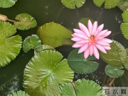 父亲总说弟弟比我孝顺，把父亲送弟弟家一周，他打电话来诉苦。