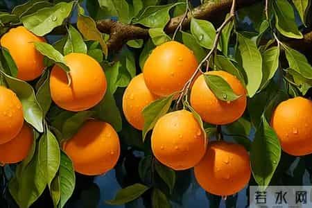 橙子再次被关注！医生发现：常吃橙子的冠心病患者 或出现4种变化
