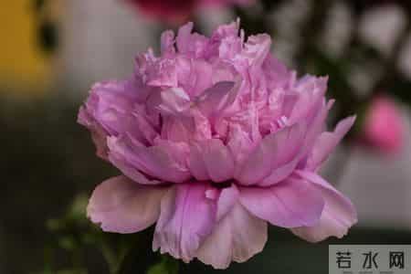 恭喜你！明天你家孩子会有一个天大的好消息降临，你想要的全都有