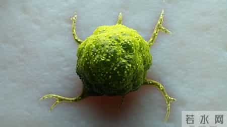 肿瘤科医生提醒：别被骗了，很多抗肿瘤的药，其实根本没用