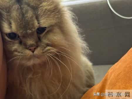 猫咪蹭蹭打呼噜，居然能帮自闭症孩子缓解焦虑