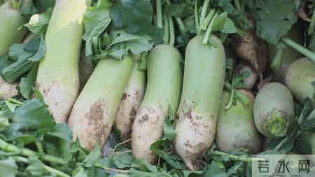 明天入三九，60年一遇不一般，建议吃2样，喝2样，做2事，暖过冬